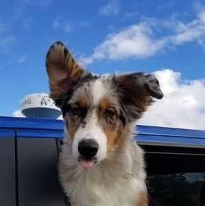 Meet your Posher, Trevor